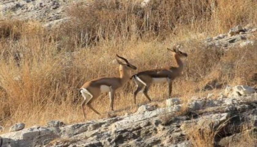 دادگاکانی گەرمیان سزای توندی هەرکەسێک دەدەن کەڕاوبکات