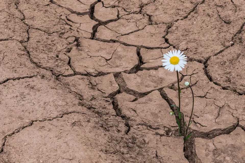 وشکە ساڵی کاریگەری گەورە دەکاتە سەر خاکی ئەوروپا