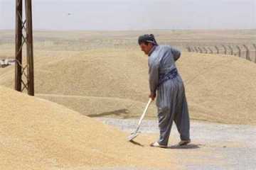 وەجبەی سێیەمی پارەی گەنمی جوتیاران ڕەوانەی هەرێم کرا