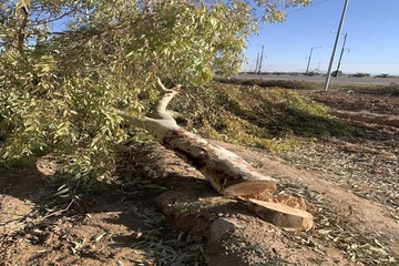 بڕینەوە و لەناوبردنی ژمارەیەک دار لە ناحێی ڕزگاری، نیگەرانی لای هاوڵاتیان و ژینگەدۆستان دروست دەکات