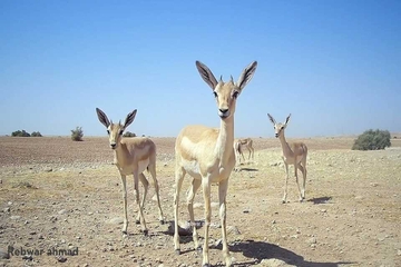 گەرمیان؛ سزای توندی ئەوکەسانە دەدرێت کە لە ناوچەکەدا ڕاودەکەن