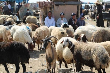 کڕین و فرۆشتن بە ئاژەڵەوە لەناو شاری سلێمانی قەدەغەیە
