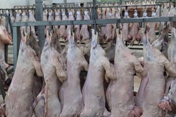 ژمارەیەکی ئێجگار زۆر ئاژەڵ لە گەرمیان کراوە بە قوربانی